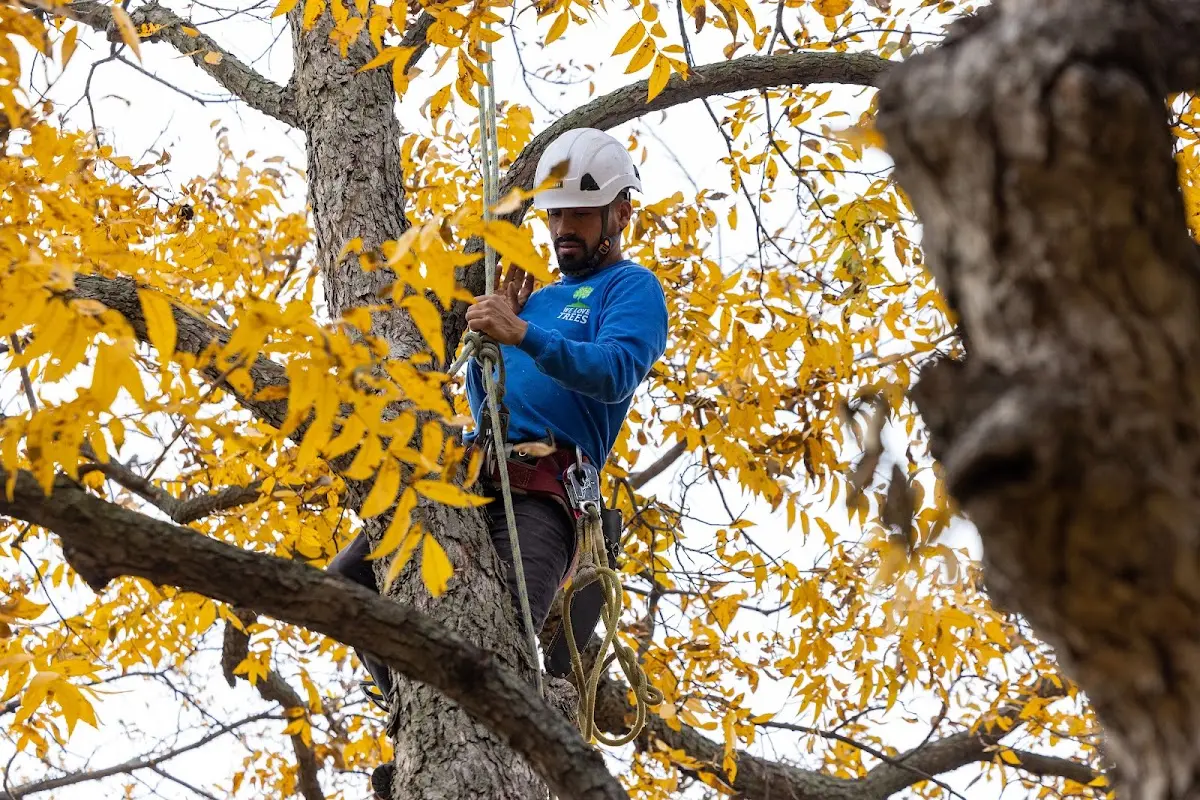 Skilled Tree Pruning crew working in Cowlesville