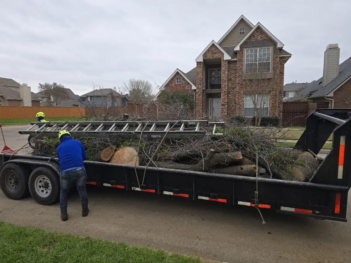 Expert Tree Removal with proper safety equipment in Cowlesville
